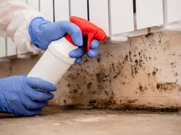 Why You Should Choose Our Mold Remediation Services in Rockland, ME